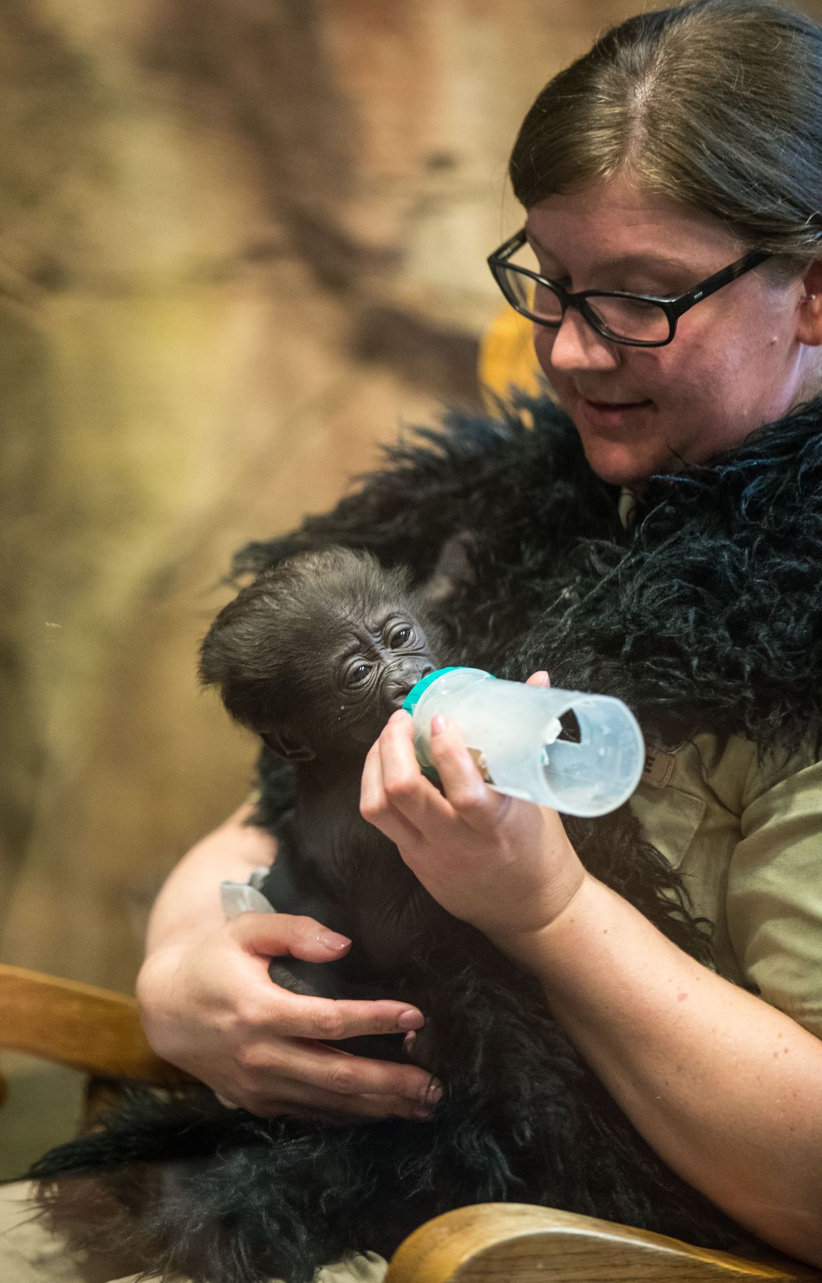 Baby gorilla debuts at Henry Doorly Zoo